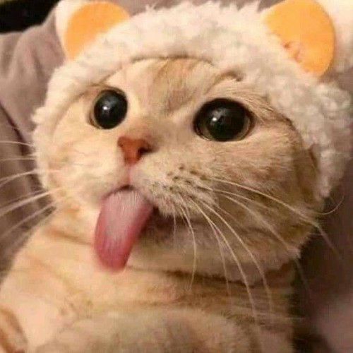 고양이 배경화면!