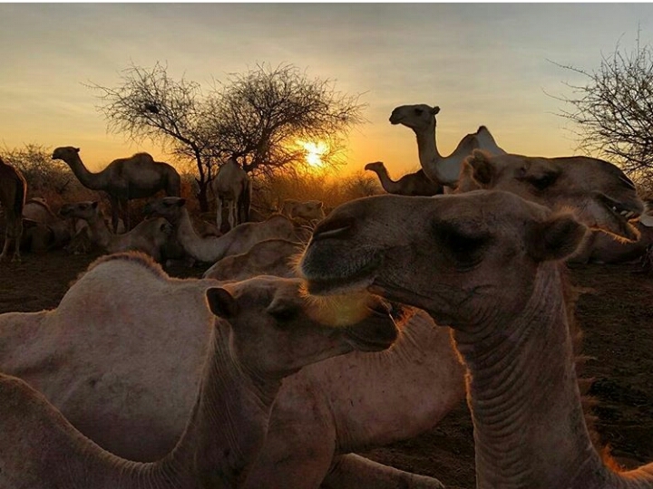 Camals