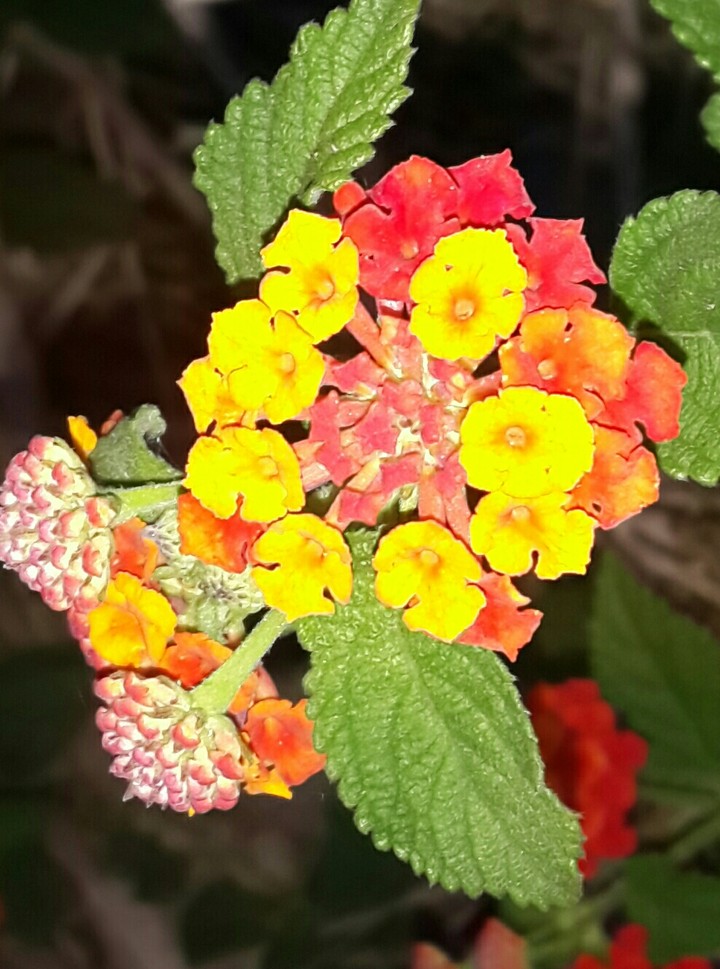 ?flowers?