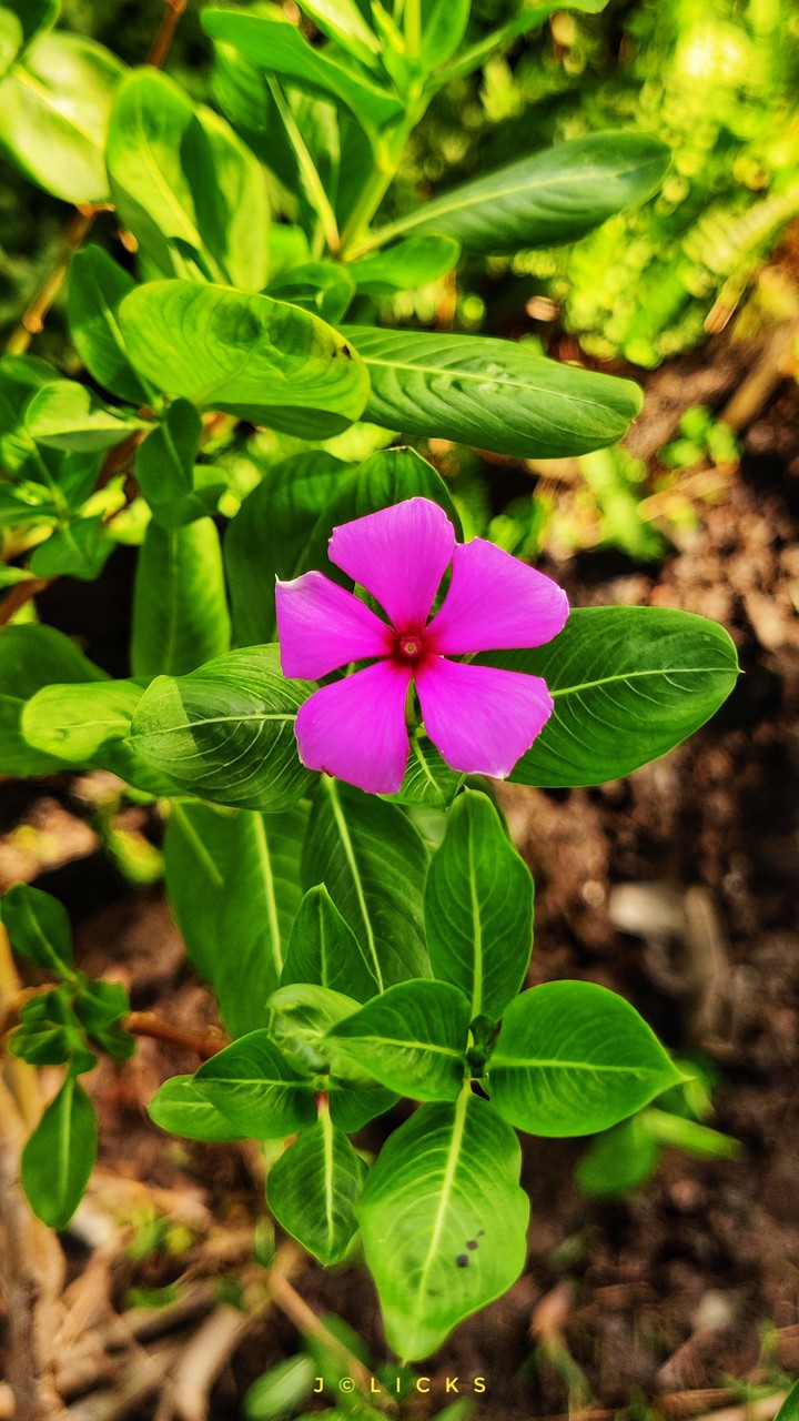 Flower
