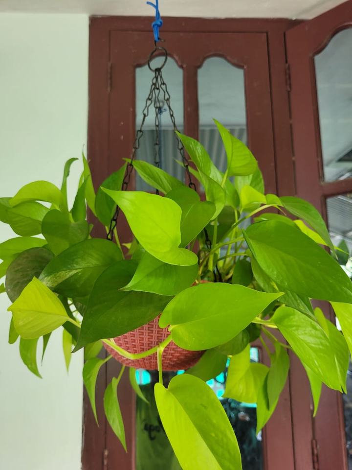 money plant