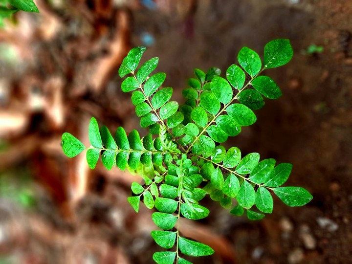 beautiful  leaves