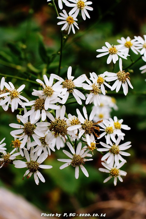 flower, Pollen achtergronden