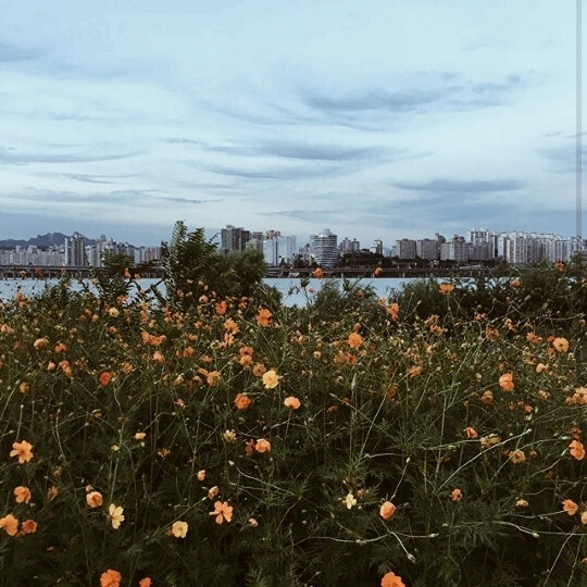 flowers