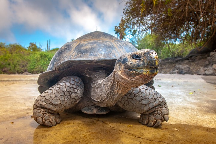 Galapagos turtle