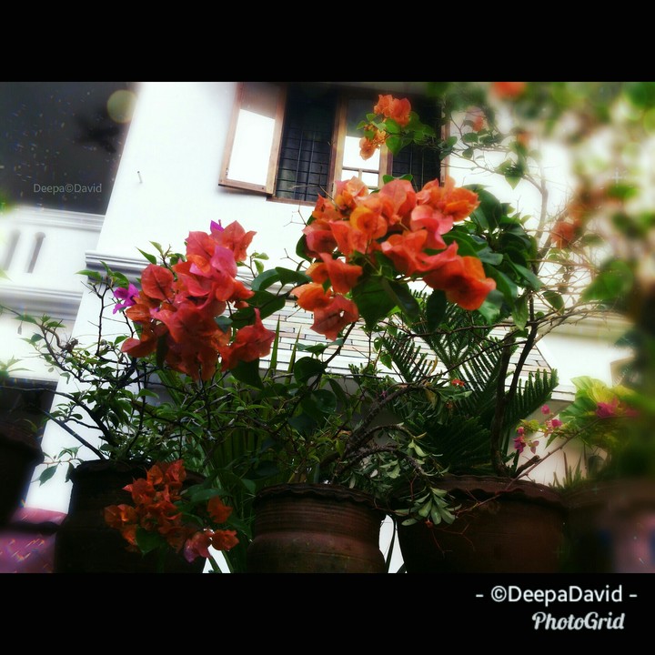 Bougainvillea