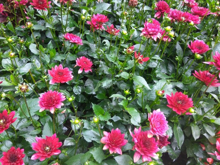 pink flowers
