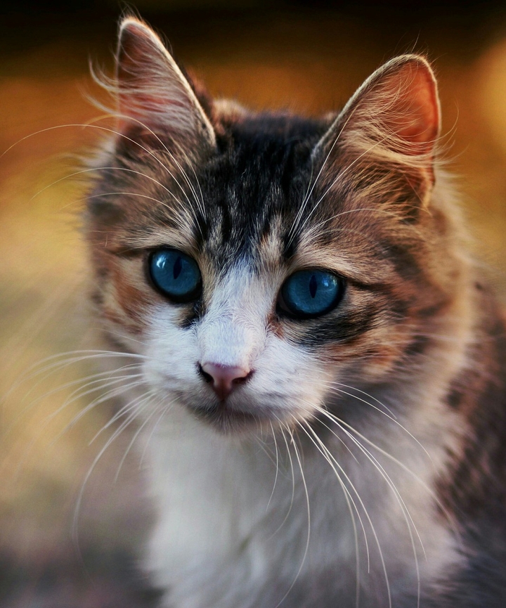 cate