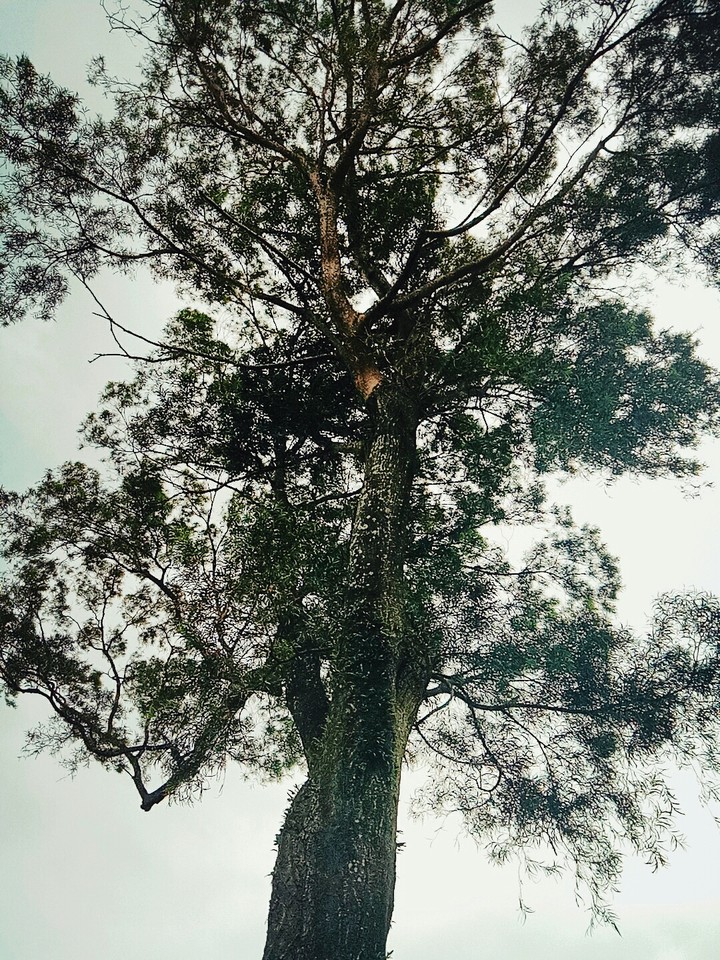 百年老樹