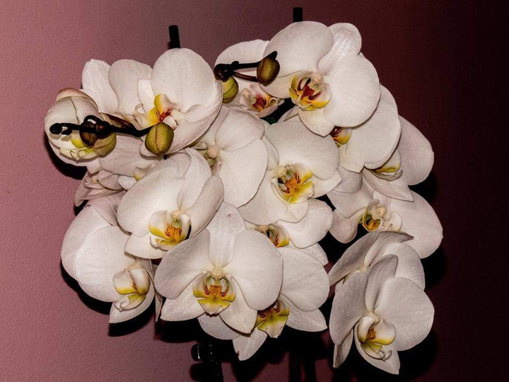 flowers ?
