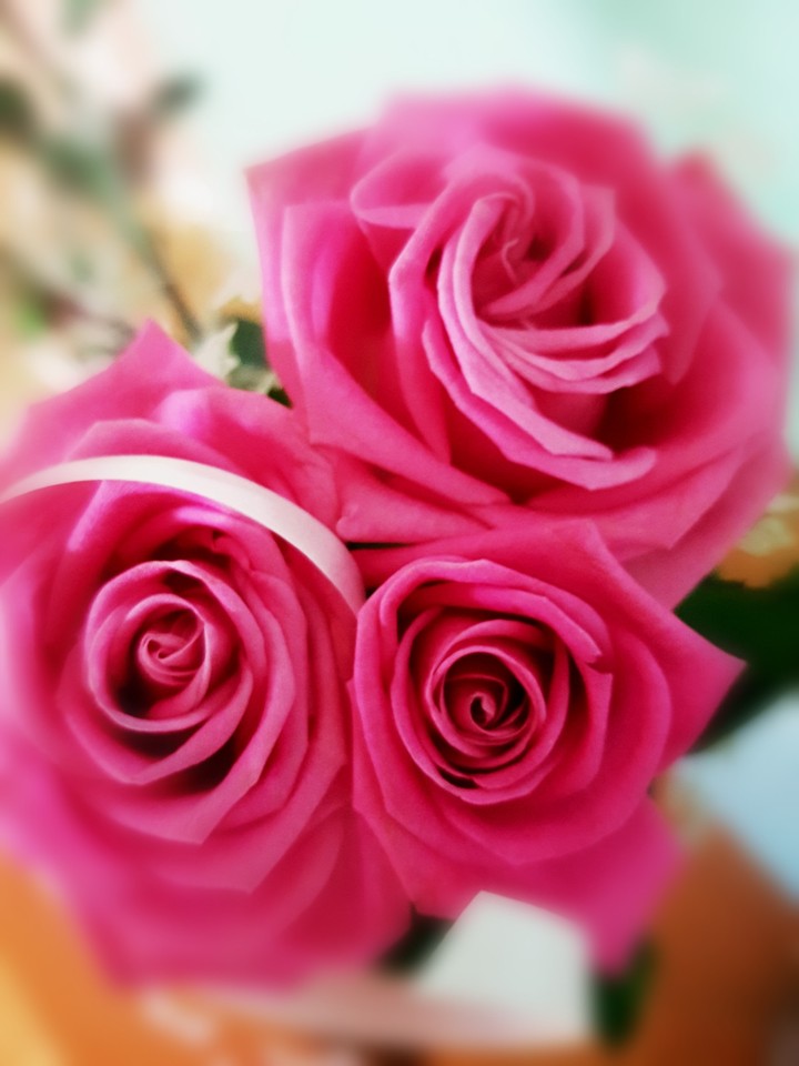 Roses of my dreams