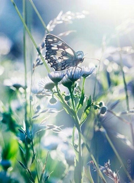 Fly
