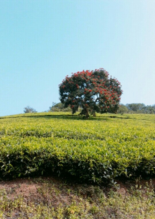 Vagamon tea garden