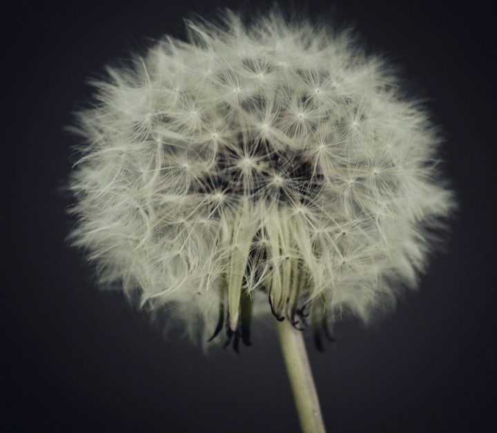 Dandelion / Pusteblume