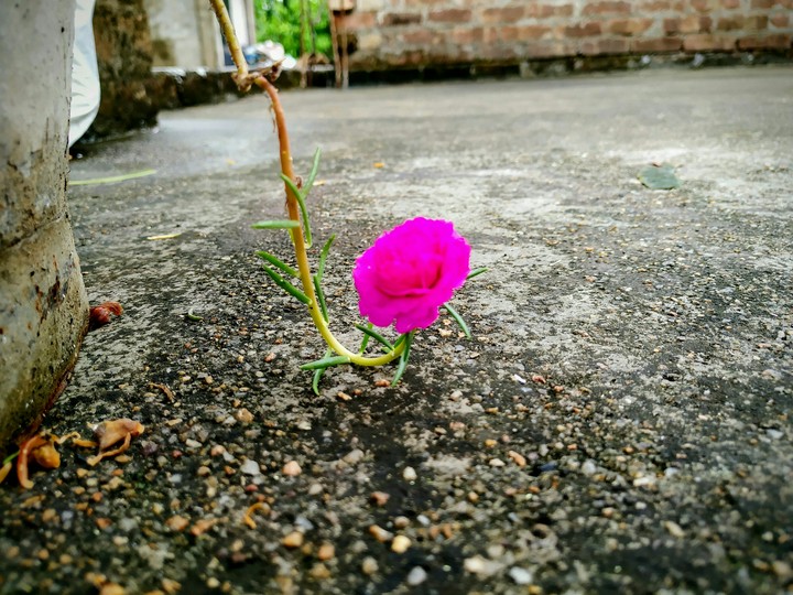 flower