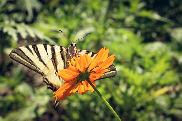 butterfly