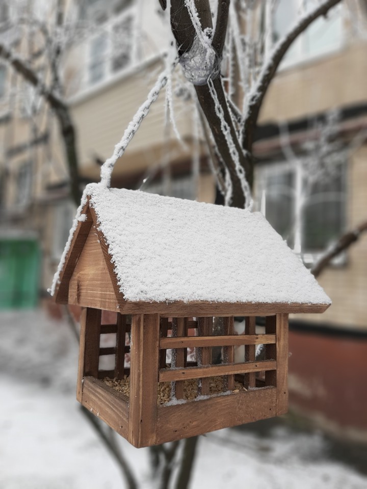 birds feeder