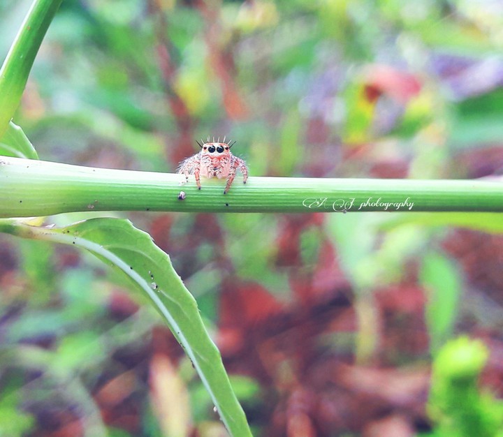 nature