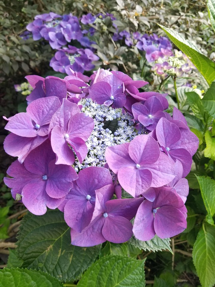 2017 garden