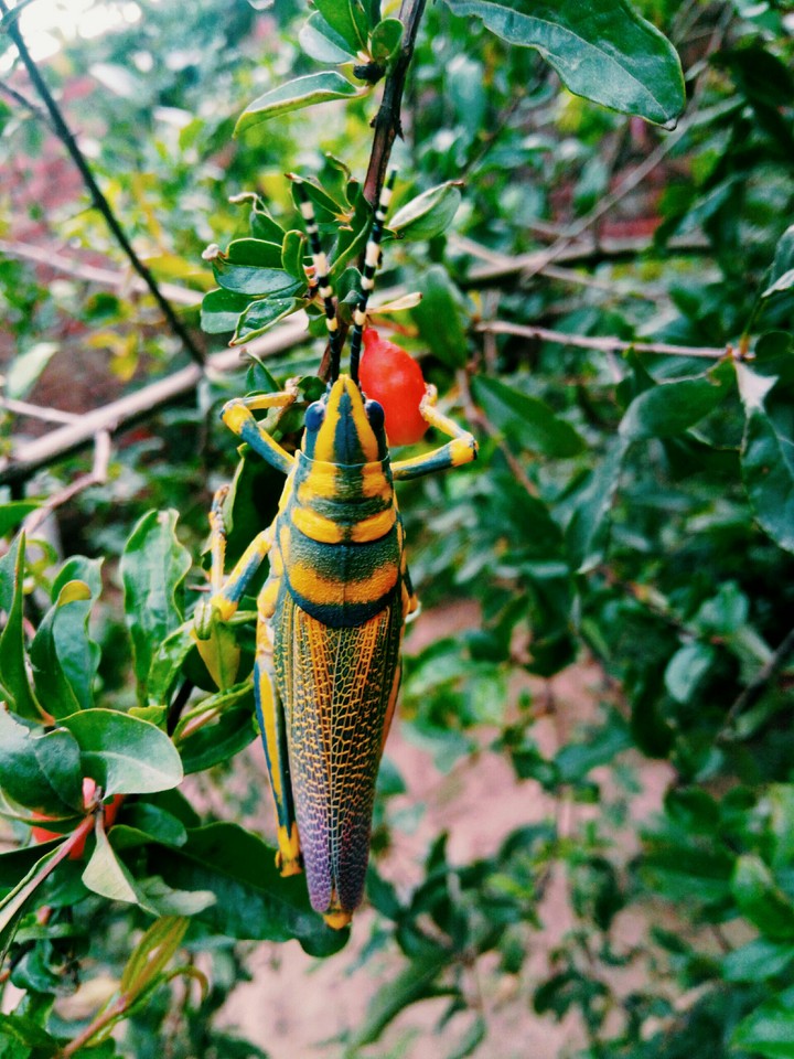 grasshopper insect