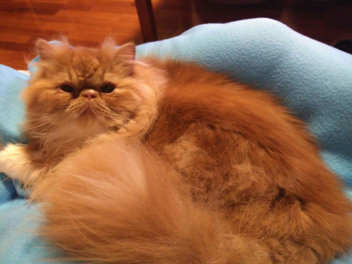 Chris - O gato do Natal