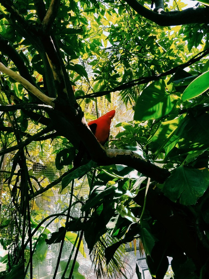 Bird in a Tree