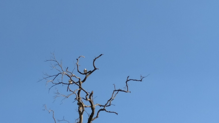 hawk couple