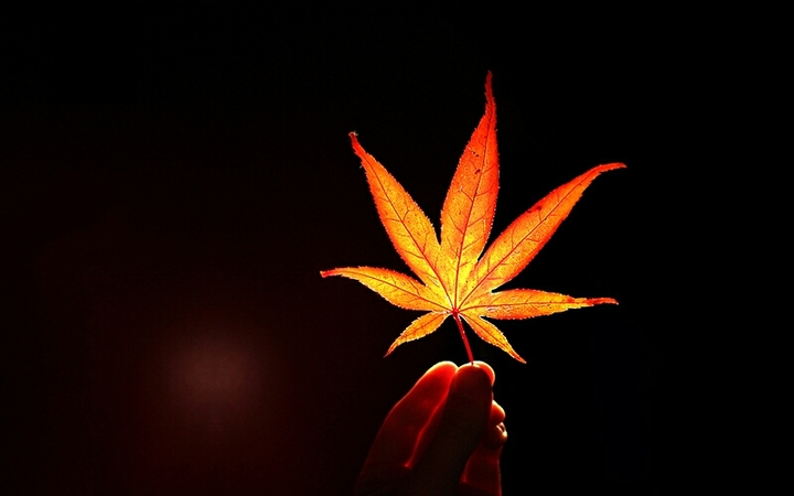 Luminous Leaf