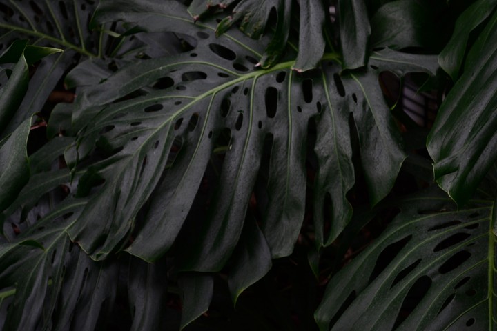 nature