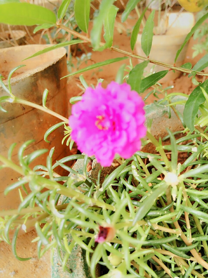 pink flower 