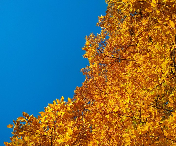 Gold autumn/ Золотая осень