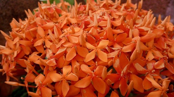 Full Orange plant