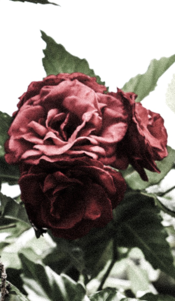 Old flower
