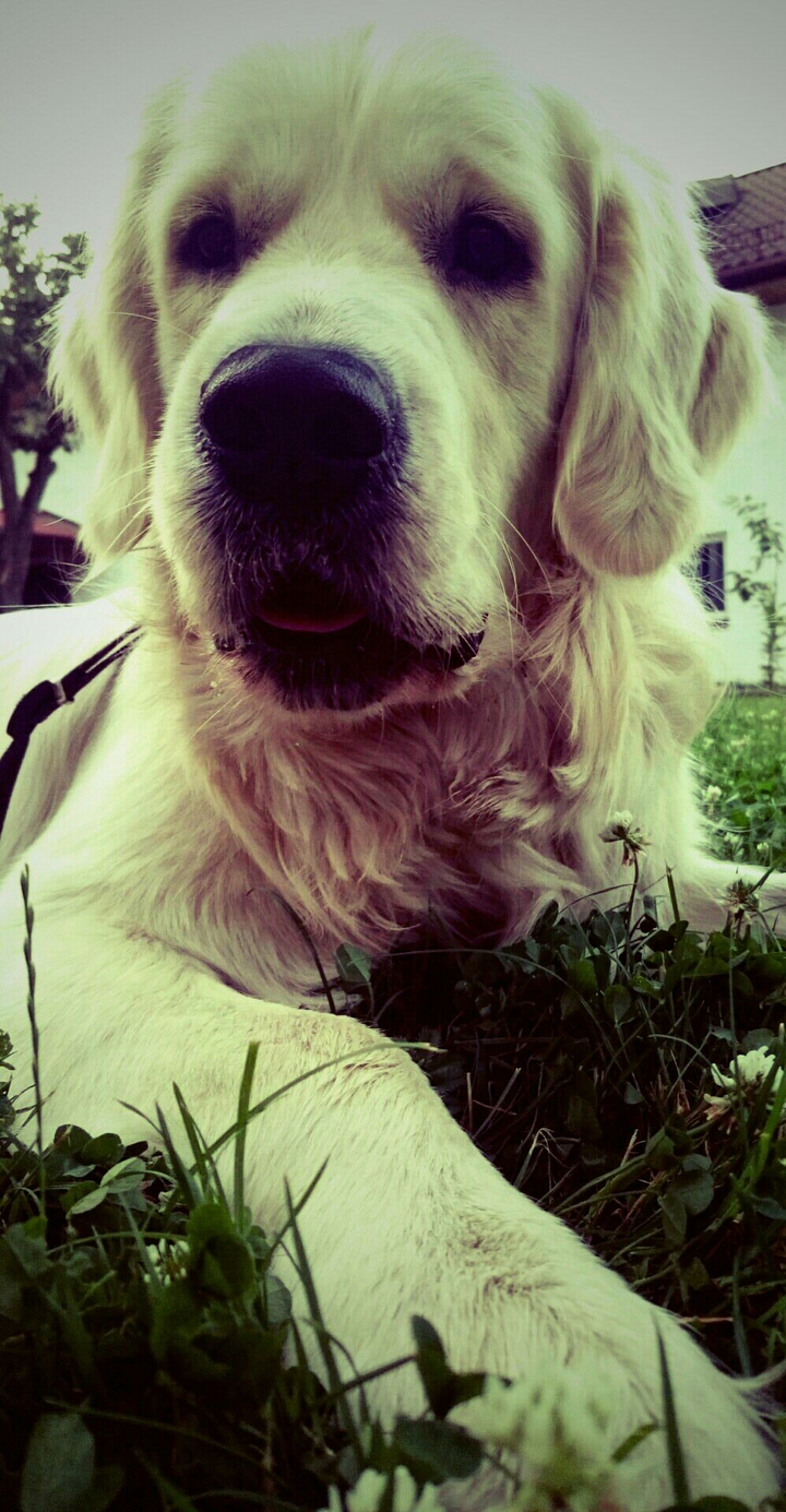 happy dog