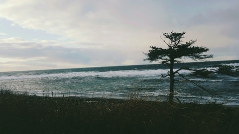 trees with ocean♡♡