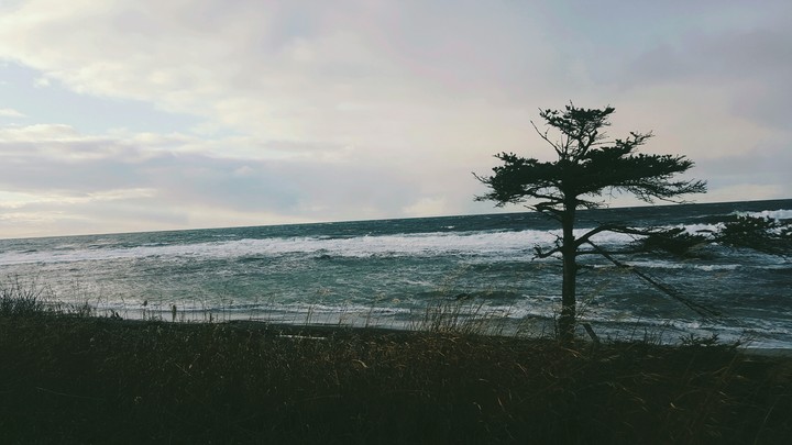 trees with ocean♡♡