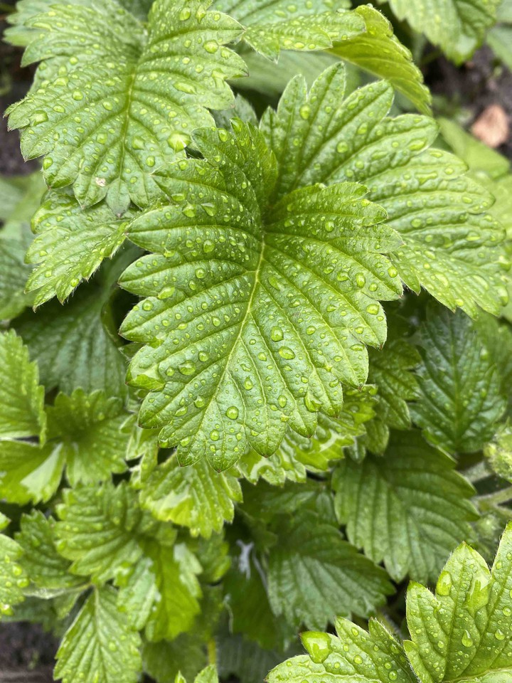 strawberry