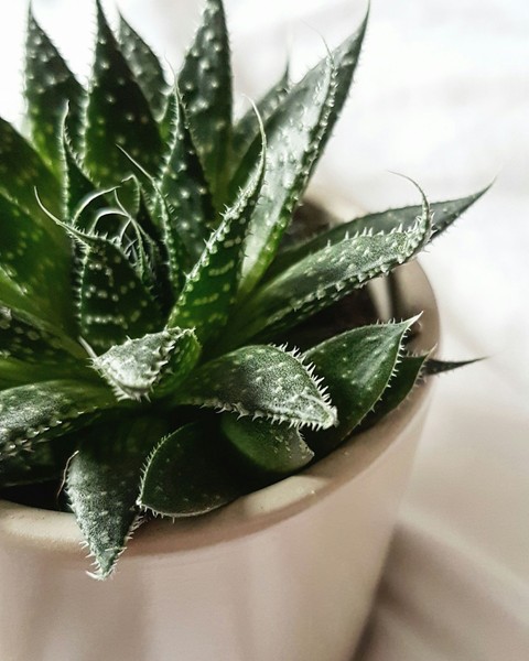 botany, plant wallpapers