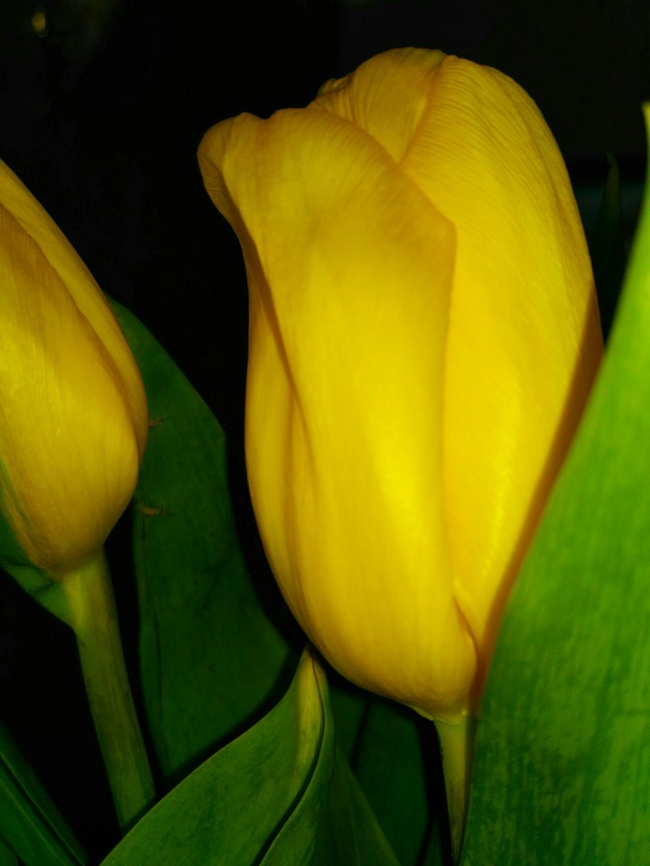 tulips