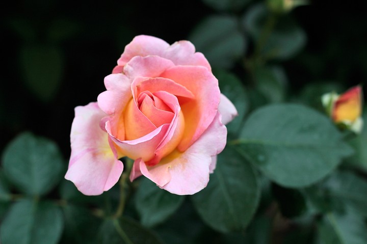 rose 8