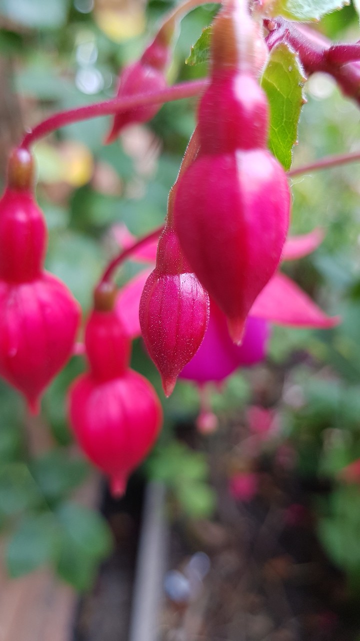 flower