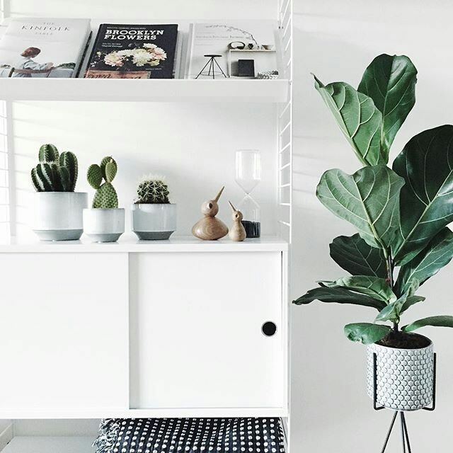 plants