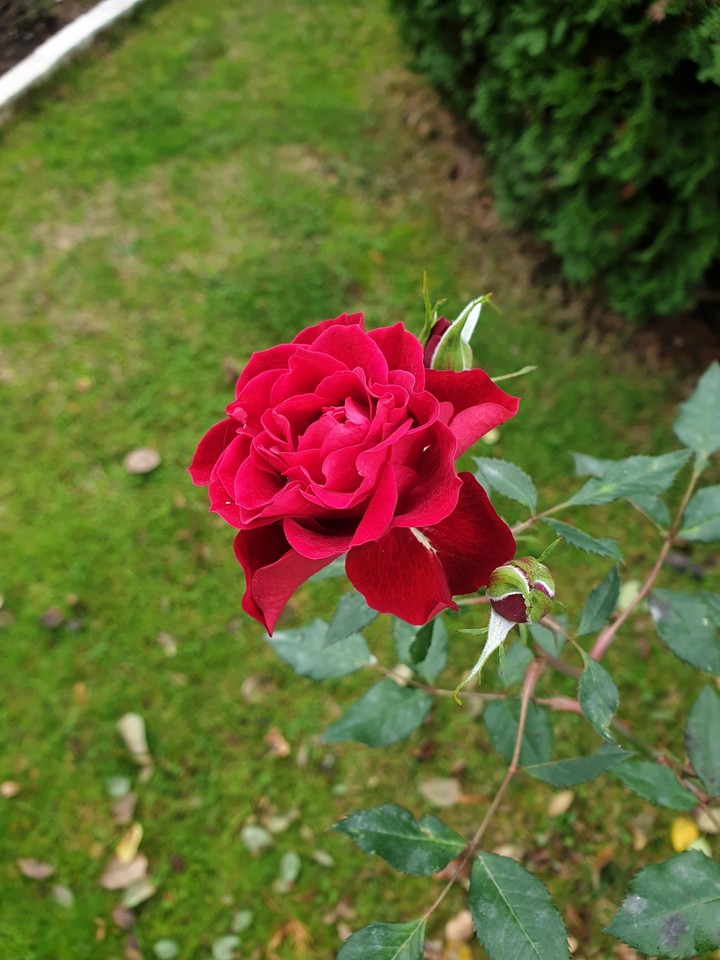 red roses