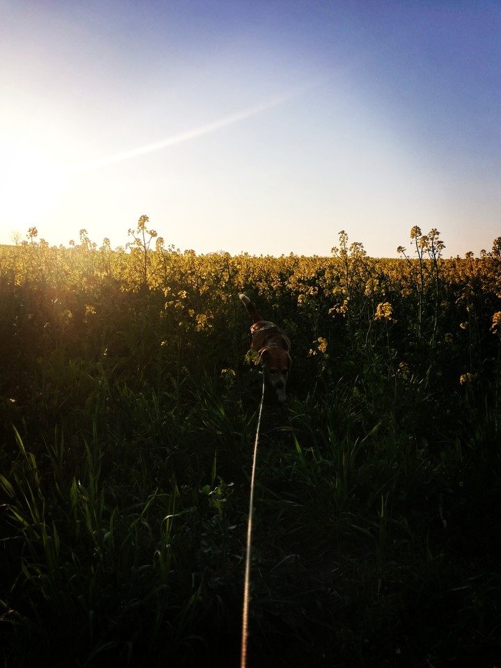 beagle