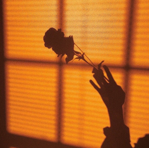 rose