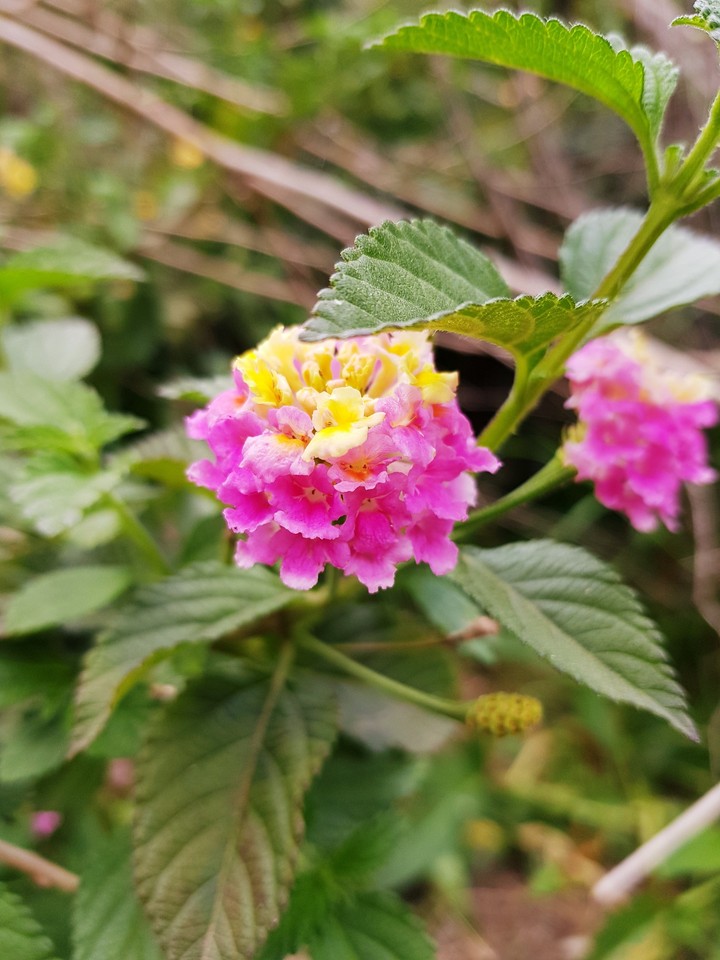 my garden