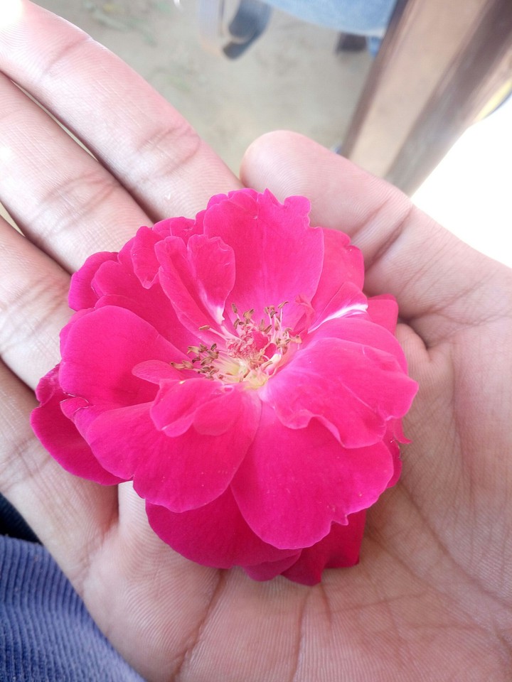 rose