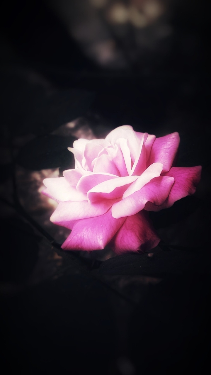 Petal Beauty