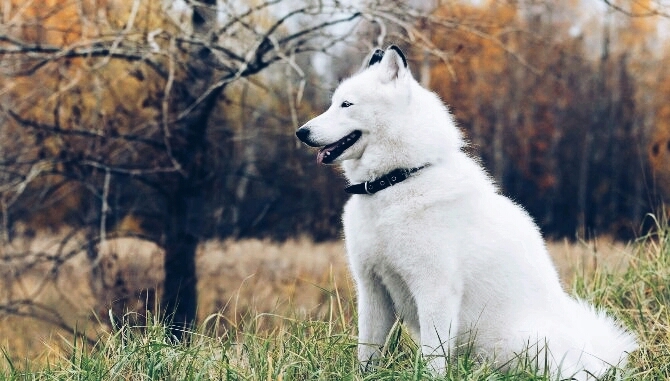 Siberian Husky