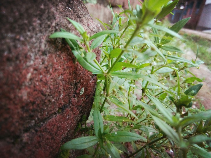 life of tree